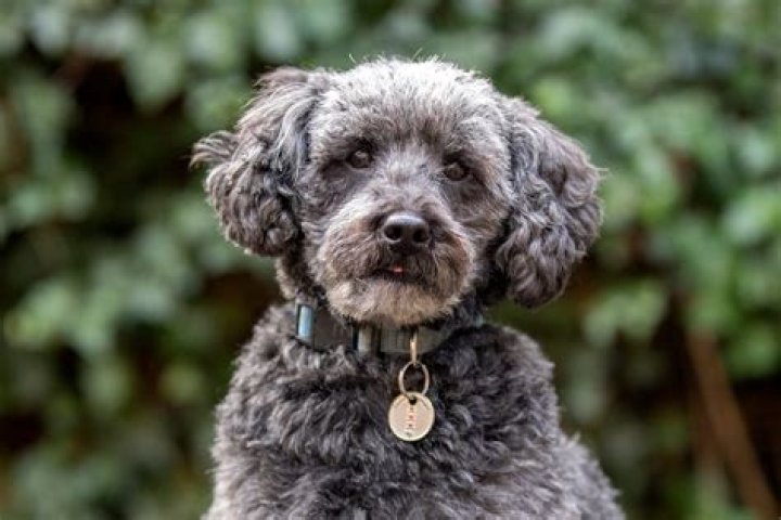 Adopt a Schnoodle: Find Your New Best Friend & Save a Life!